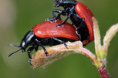 Чи є анальний секс безпечним?